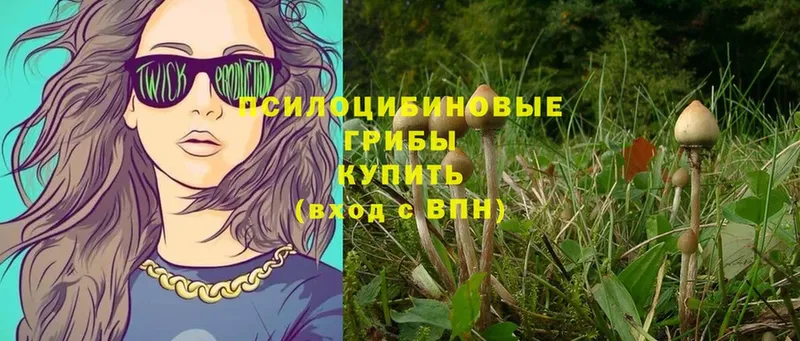 Галлюциногенные грибы GOLDEN TEACHER Якутск